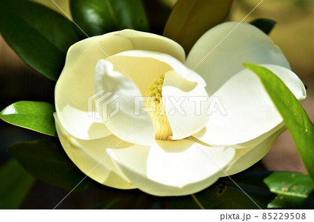 タイサンボクと大輪の花　泰山木　大山木　常緑樹 85229508