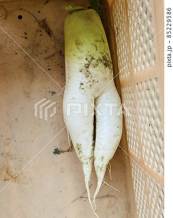 産まれたて大根 取りたて大根 泥つき 大根の足 野菜 水分たっぷり 栄養
