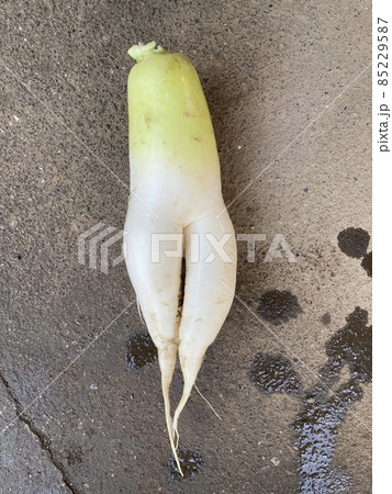 綺麗な足大根 みずみずしい大根 大根足 ぴちぴち大根 野菜 栄養満点の写真素材