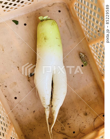 人間大根　みずみずしい大根　大根人間　大根足　鍛えられた太ももみたいな大根　足大根 85229589