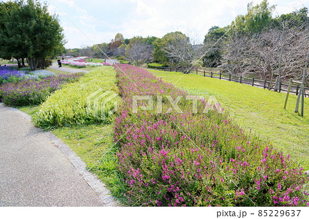 秋の公園　アンゲロニアの花畑 85229637