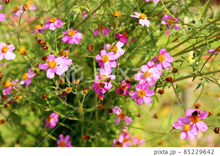 ウインターコスモスの花 ウインターコスモスの花 85229642