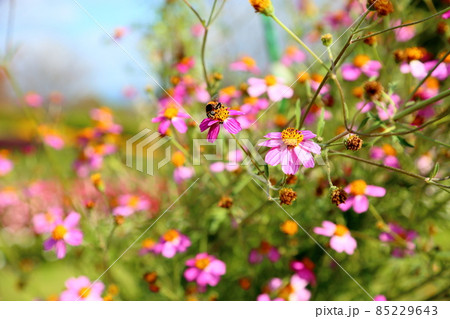 ウインターコスモスの花 85229643