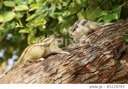 ≪インド・国立公園≫野生リスたちの睨めっこ 85229765