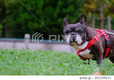 フレンチブルドッグとのお散歩 85230031