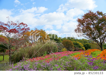 秋の公園 ススキ花穂 秋の公園 ススキ花穂 85230133