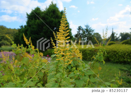 秋の公園 サルビア マドレンシスの花 秋の公園 サルビア マドレンシスの花 85230137