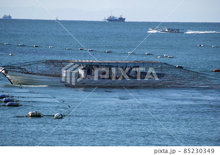 明石 のり漁 85230349