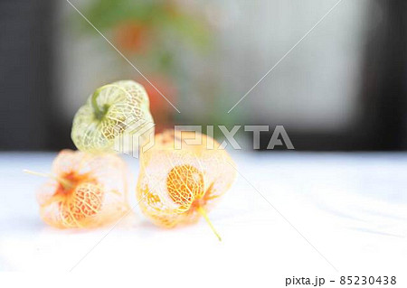 網鬼灯 ホオズキ 網鬼灯 ホオズキ 85230438