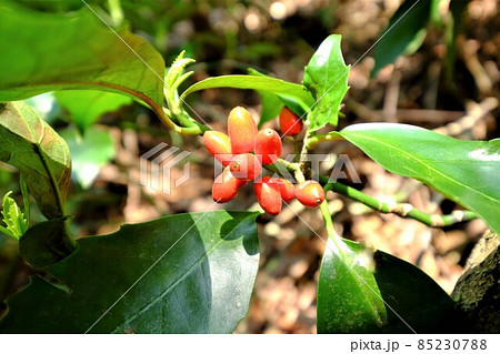 アオキの赤い実　【相模原市津久井　4月】 85230788