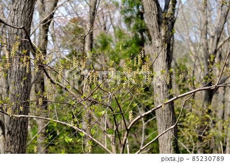 雑木林にキブシ咲く　【相模原市津久井　4月】 85230789