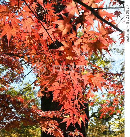 都立林試の森公園 都立林試の森公園 85230927