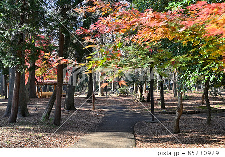 都立林試の森公園 都立林試の森公園 85230929