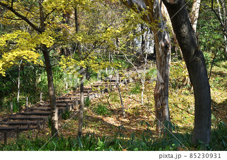 都立林試の森公園 85230931