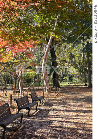 都立林試の森公園 都立林試の森公園 85230946