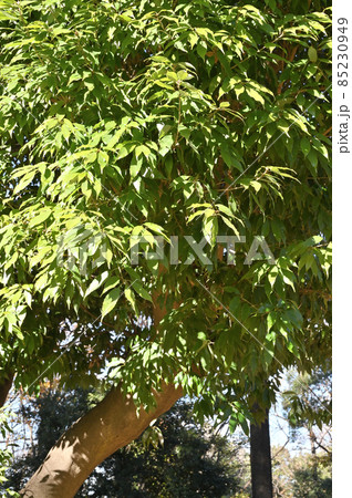 都立林試の森公園:樹木 ウラジロガシ ブナ科 都立林試の森公園:樹木 ウラジロガシ ブナ科 85230949