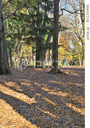 都立林試の森公園 都立林試の森公園 85230966