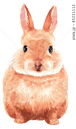 Rabbit Watercolor Stock Illustration