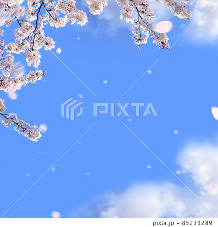 桜の花と青空のシンプルな素材 85231289