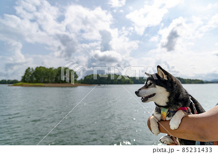 朱鞠内湖畔キャンプ場の黒柴 夏の北海道 朱鞠内湖畔キャンプ場の黒柴 夏の北海道 85231433