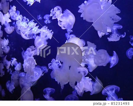 海月の世界 85231493