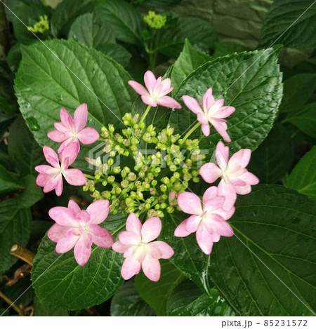 紫陽花　あじさい 85231572