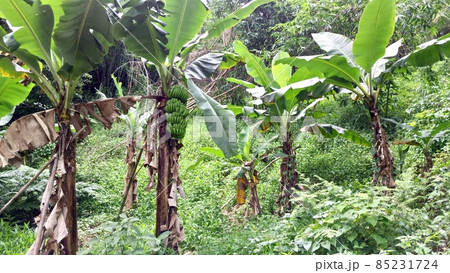 台北市内湖区の碧湖歩道に自生しているバナナ2 85231724