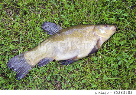 tench on grass after fishing tench on grass after fishing 85233282