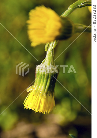 two coltsfoots blossoms two coltsfoots blossoms 85233283