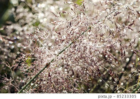 summer morning dew drops background 85233305