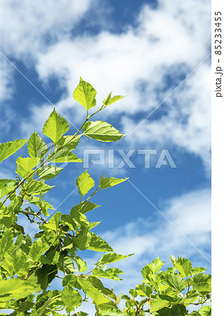 桑の葉 桑の葉 85233455
