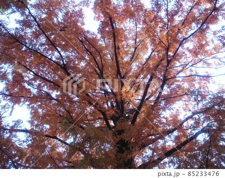 メタセコイアの紅葉 85233476