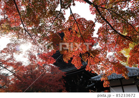 白く光る太陽と白む空と赤く紅葉したもみじの樹々と三重塔と建物と黄色に色づく銀杏の樹の寺の境内の風景 85233672