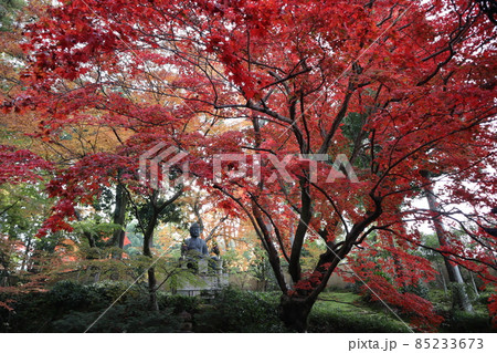 赤く紅葉したもみじ大樹の先に見える石仏と色々な色に紅葉した樹々と緑の木や苔などの森のような境内の風景 赤く紅葉したもみじ大樹の先に見える石仏と色々な色に紅葉した樹々と緑の木や苔などの森のような境内の風景 85233673