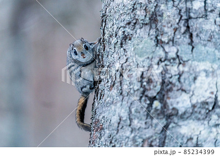 視線を合わせるエゾモモンガ 85234399