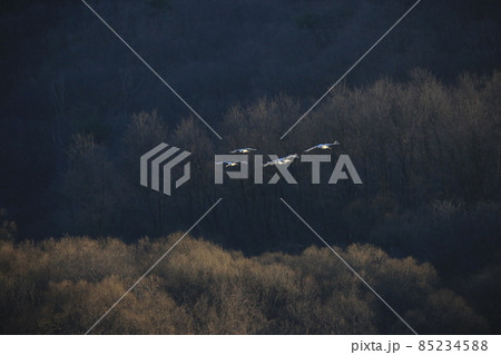 水鳥 生物 屋外 85234588