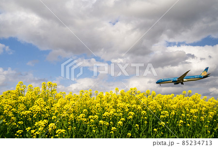 成田空港ひこうきの丘の菜の花畑にまるで着陸してくる航空機 成田空港ひこうきの丘の菜の花畑にまるで着陸してくる航空機 85234713