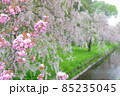 堀と桜の花 85235045