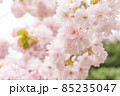 満開の桜のクローズアップ 85235047