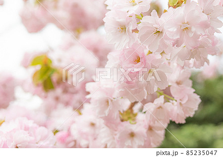 満開の桜のクローズアップ 85235047