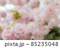 ふんわりした桜のクローズアップ 85235048