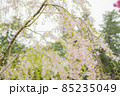 緑まじりの枝垂れ桜 85235049