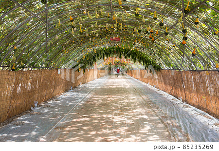 屋外 観光 道 85235269