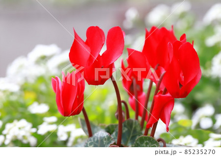 可憐なガーデンシクラメンの花 85235270
