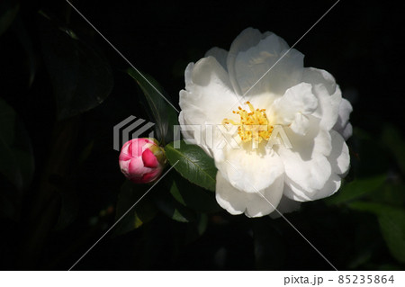 侘助 薄ピンク色の花咲く 侘助 薄ピンク色の花咲く 85235864