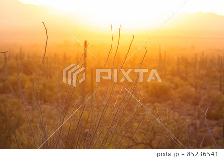 Cactus Cactus 85236541