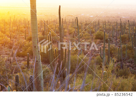 Cactus Cactus 85236542