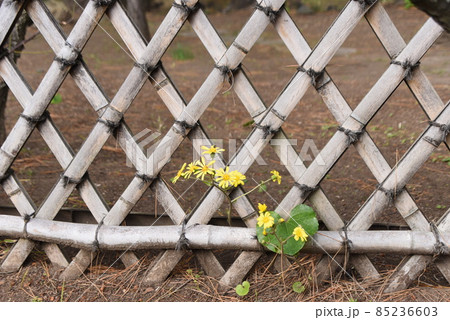 曲線の美・光悦垣 85236603