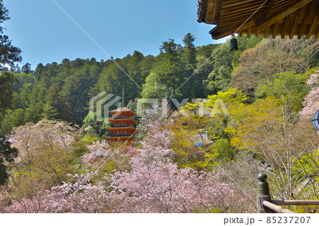 長谷寺本堂の舞台から、桜の向こうに五重塔 85237207