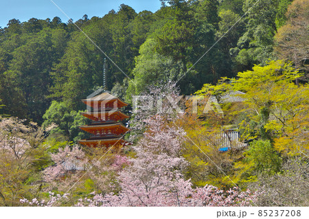 長谷寺の五重塔は桜の中にそびえたつ 長谷寺の五重塔は桜の中にそびえたつ 85237208